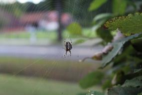 Close-up of the colorful spider on the web, among the green plants, near the road