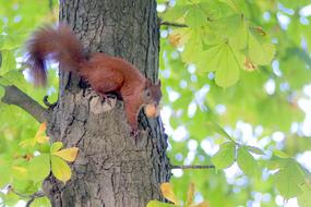 The Squirrel Animal Rodent on tree