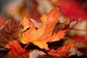 Autumn Leaves macro