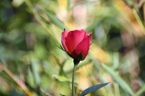 Rose Flower Red