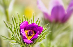 Flowers Spring Nature