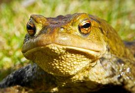 unusual big green frog