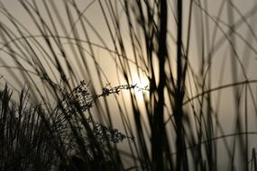 Grasses Backlighting Fog