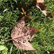 Maple Leaf Dew Autumn