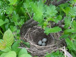 three gray eggs in the nest