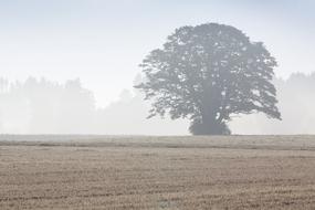 foggy Tree Arable Field