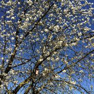 Cherry Blossom Bird Feeder Spring