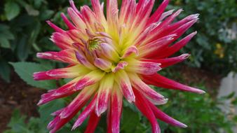 Dahlia Yellow Flower
