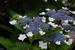 Hydrangea Flowers Blue