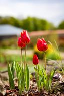 Tulips Flowers Spring
