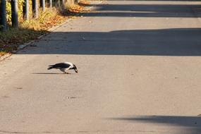 Road Crow Nut