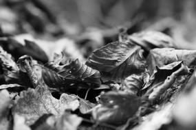 black and white, dry autumn leaves