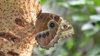 Butterfly Nature