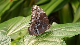 Butterfly Nature