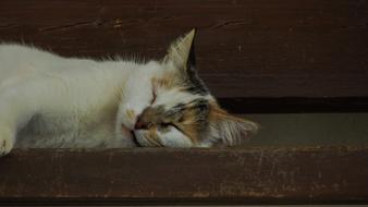 Cat Resting close-up