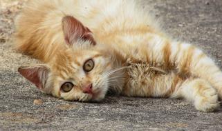 red furry Young Cat lays on his side on ground