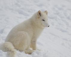 Arctic Fox Animal