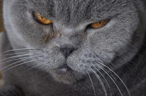 smoky cat with brown eyes