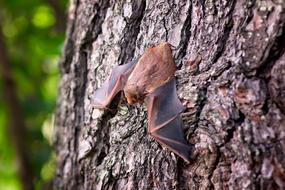 bat on a tree with blurred background