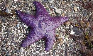 Sea Star Fish Purple