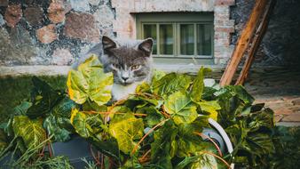 gray cat among green leaves in front of the castle