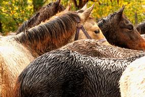 wet horses on the farm
