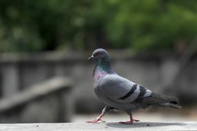 enchanting Pigeon Walk Pride