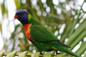 wonderful Parrot Bird