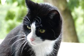 black and white cat in the garden on a blurred background