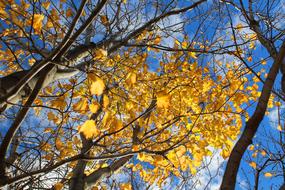 Trees Autumn Sky