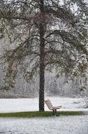 Bench at Winter