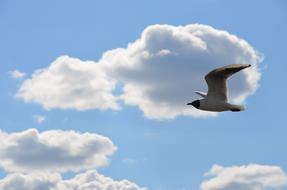 a flying gull in the sky
