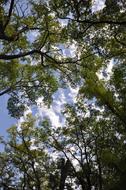 forest trees against the sky