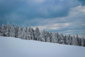 Snow Tree Nature