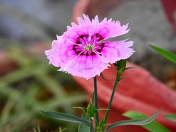 Dianthus Flower Garden