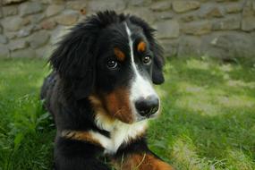 Portrait of the beautiful and cute, black, brown and white Bernese Mountain dog, on the green grass, near the wall