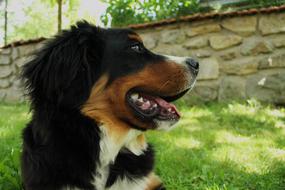 Bernese Mountain Dog close-up