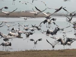 flock of cranes flying away