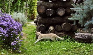 red cat walks in Autumn Garden
