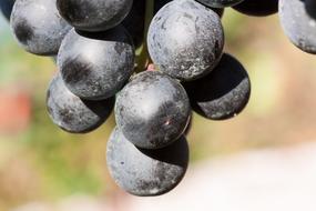 Wine Grape Harvest