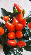 Ornamental Peppers Plant Spice