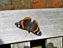 amazing Admiral Butterfly