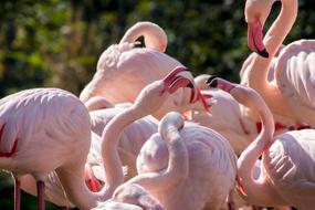 prodigious Flamingos Fight Birds