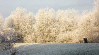 Snowfall Winter Scenery