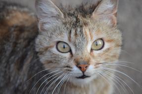 incredibly cute Cat Animal Pet