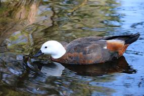 white-headed duck swims in a pond