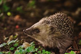 young hedgehog in the forest close up on a blurred background