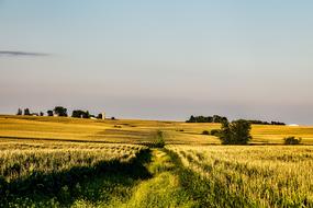 Iowa Corn Field