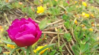 Flowers Spring Garden Delicate
