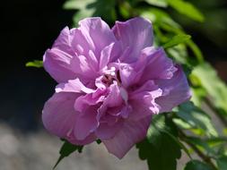 Closeup view of purple Hibiscus Blossom